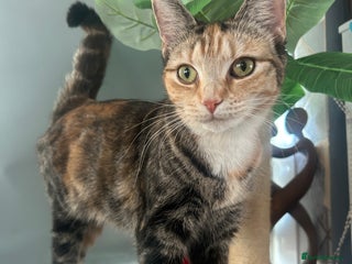 Mixed Breed cats Narla affectionate social female - Advert 4