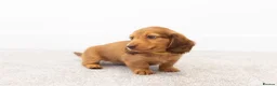 Miniature Dachshund dogs for sale: KC Longhaired Mini Dachshund puppies - Advert 13