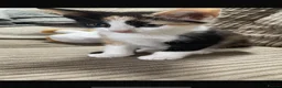 Mixed Breed cats for sale: Ginger White and black kittens for sale in Watford - Advert 11