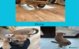 Mixed Breed dogs for sale: 5 gorgeous puppies for sale.  - Image 2