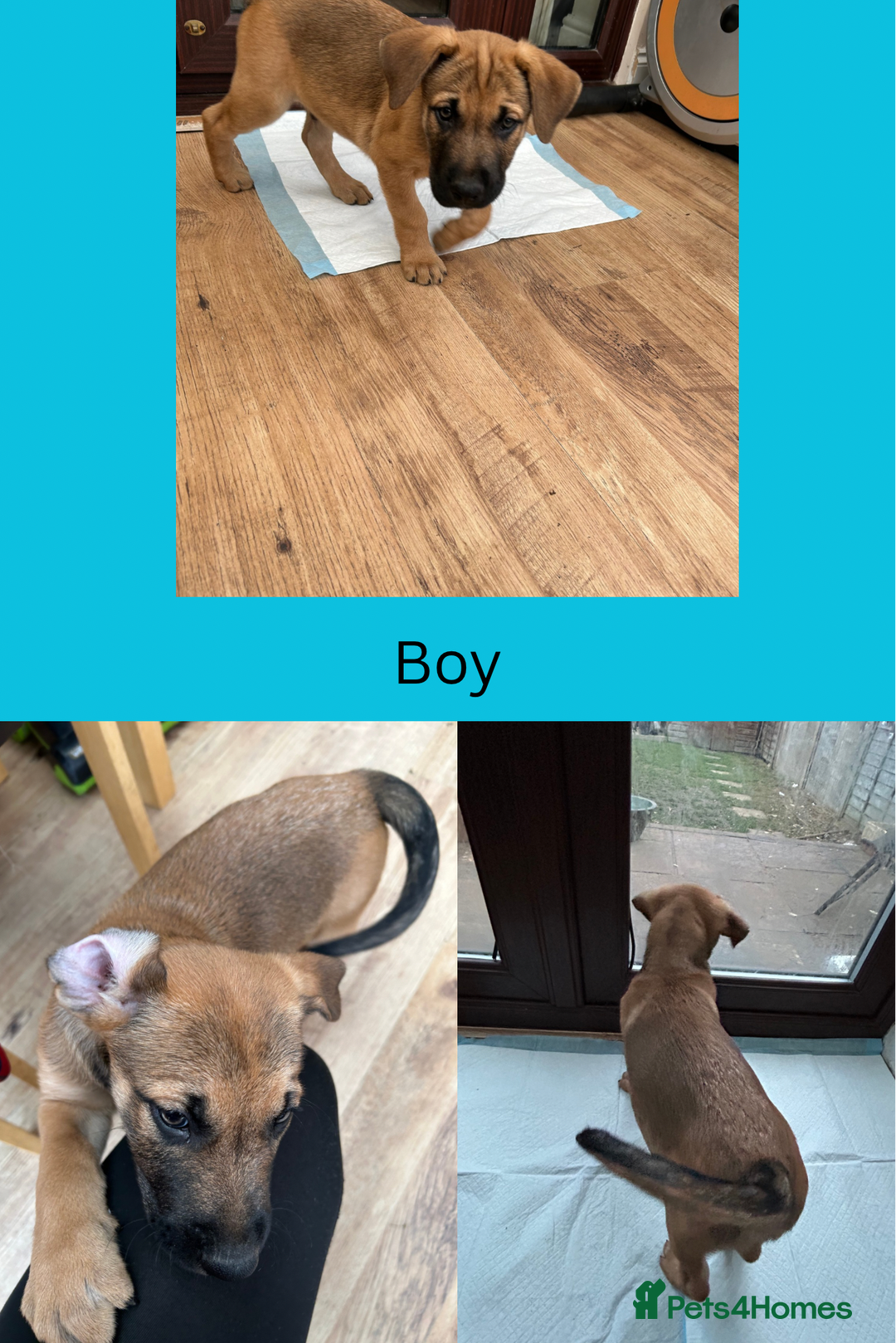 Mixed Breed dogs for sale: 5 gorgeous puppies for sale.  - Image 2