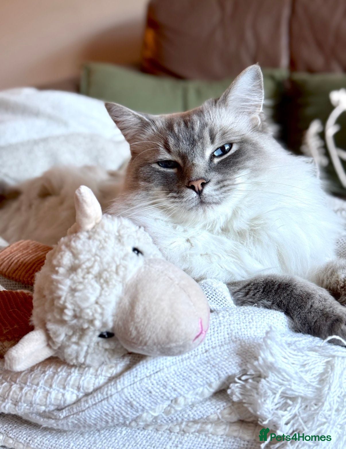 Ragdoll cats Beautiful Ragdoll Boy Looking For Forever Home. - Advert 7