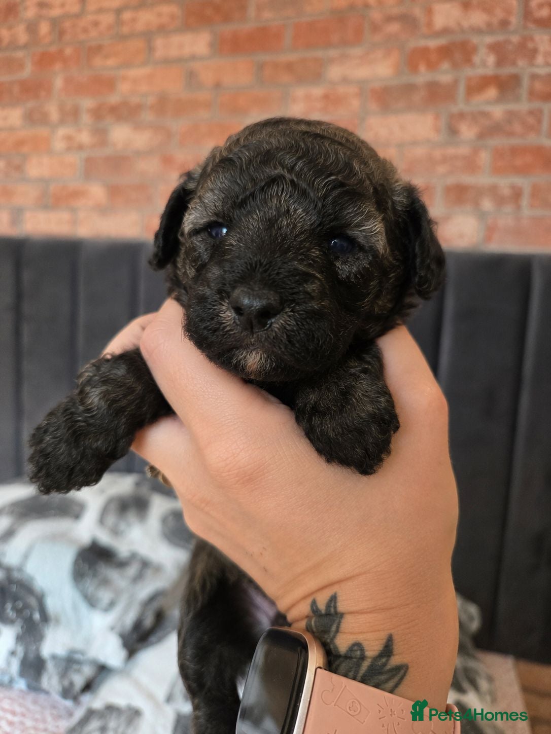 Toy Poodle dogs Beautiful KC registered Toy Poodle Puppies - Advert 1