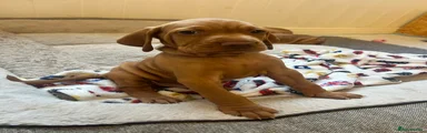 Hungarian Vizsla 2