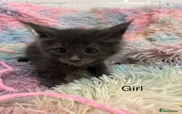 Maine Coon cats for sale: Maine Coon Kittens - Image 5