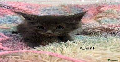 Maine Coon cats - Advert 11