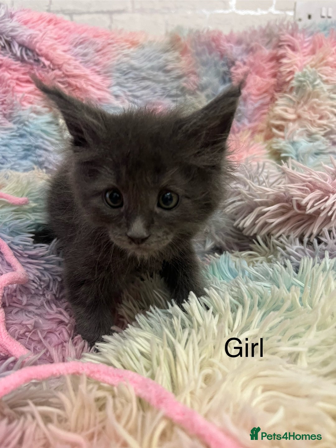 Maine Coon cats for sale: Maine Coon Kittens - Image 5