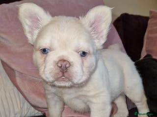French Bulldog dogs Fluffy french bulldog litter due in 4/5 weeks - Advert 22