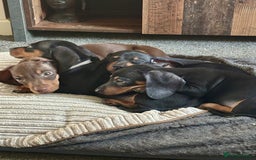 Miniature Dachshund dogs for sale: Gorgeous mini dachshunds ready to leave now - Image 1