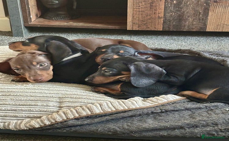 Miniature Dachshund dogs - Advert 2