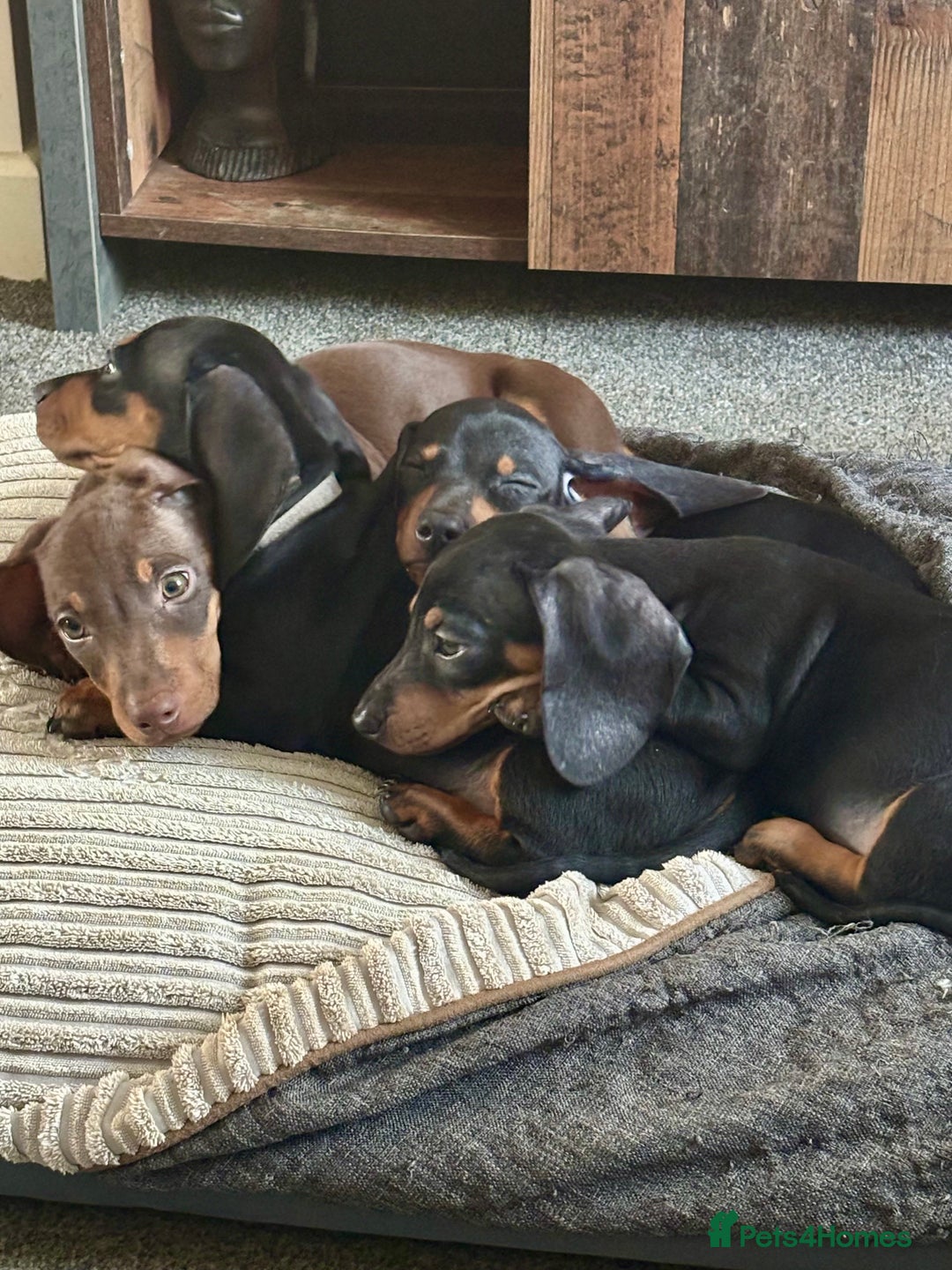 Miniature Dachshund dogs for sale: Gorgeous mini dachshunds ready to leave now - Image 1