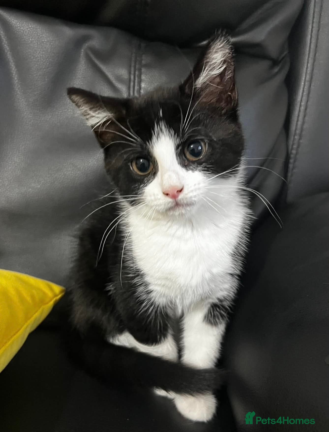 Domestic Shorthair cats Tuxedo little girl - Advert 6