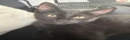 Mixed Breed cats for sale: 17 week old kitten in Widnes - Advert 1