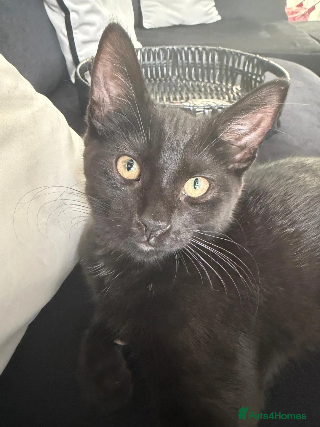 Mixed Breed cats for sale: 17 week old kitten in Widnes - Advert 1