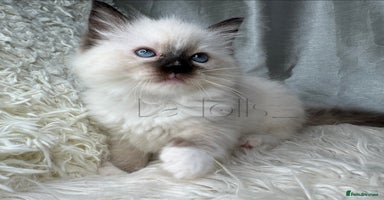 Ragdoll cats - Advert 15