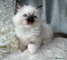 Ragdoll cats - Advert 15