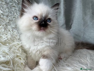 Ragdoll cats Only Two females Available ready to go 🐾 - Advert 6