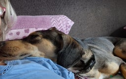 Mixed Breed dogs for adoption: FREYA - 18 Months Old, Hound Mix Girl - Image 4