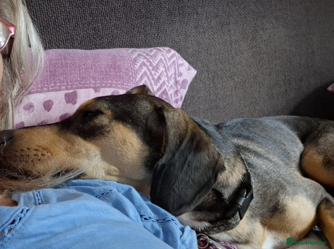 Mixed Breed dogs for adoption: FREYA - 18 Months Old, Hound Mix Girl - Image 4