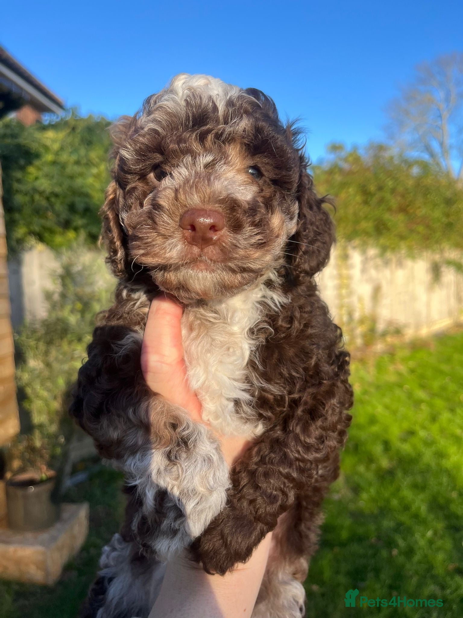 Sproodle dogs Beautiful Sproodle Babies - Advert 1