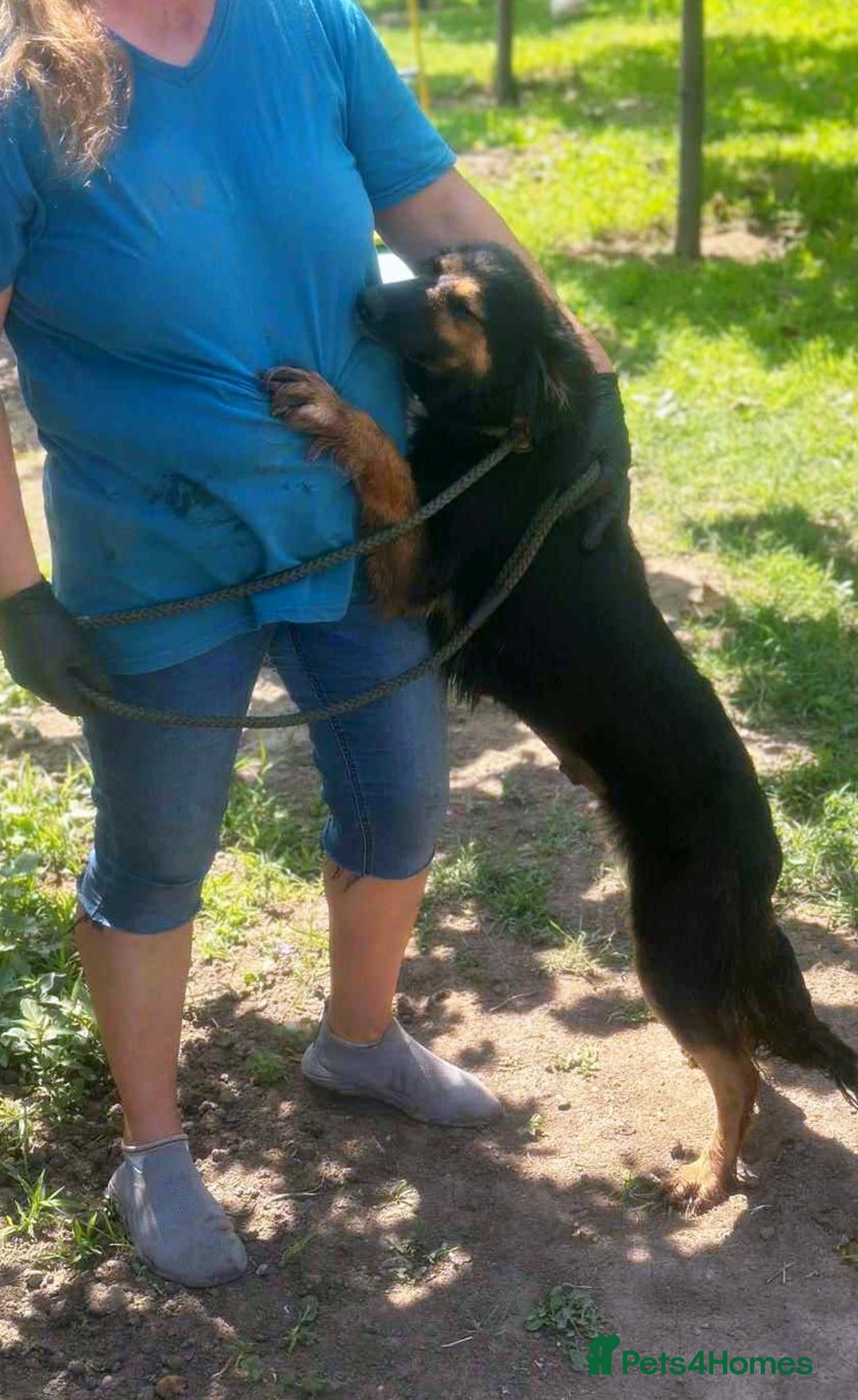Mixed Breed dogs for adoption: 🐾 Olivia – Sheltie/Australian Shepherd mix 🐾 - Image 4
