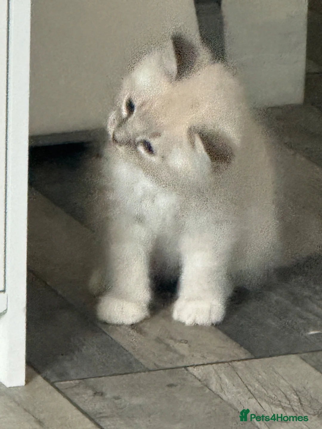 Ragdoll cats for sale: Spectacular lynx ragdoll kittens (2 boys) - Advert 13