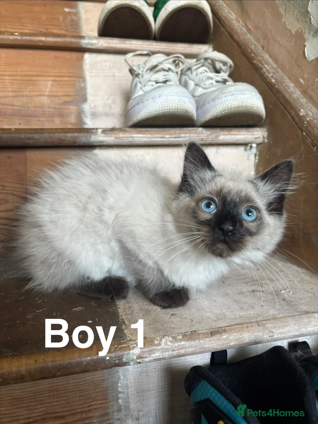 Ragdoll cats for sale: 2 ragdoll boys  - Advert 2