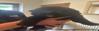 Sheprador 10