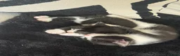 Mixed Breed cats for sale: 3 beautiful kittens  - Advert 12