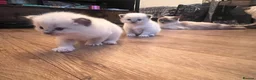 Ragdoll cats for sale: 3 kittens, 5 weeks old - Advert 11
