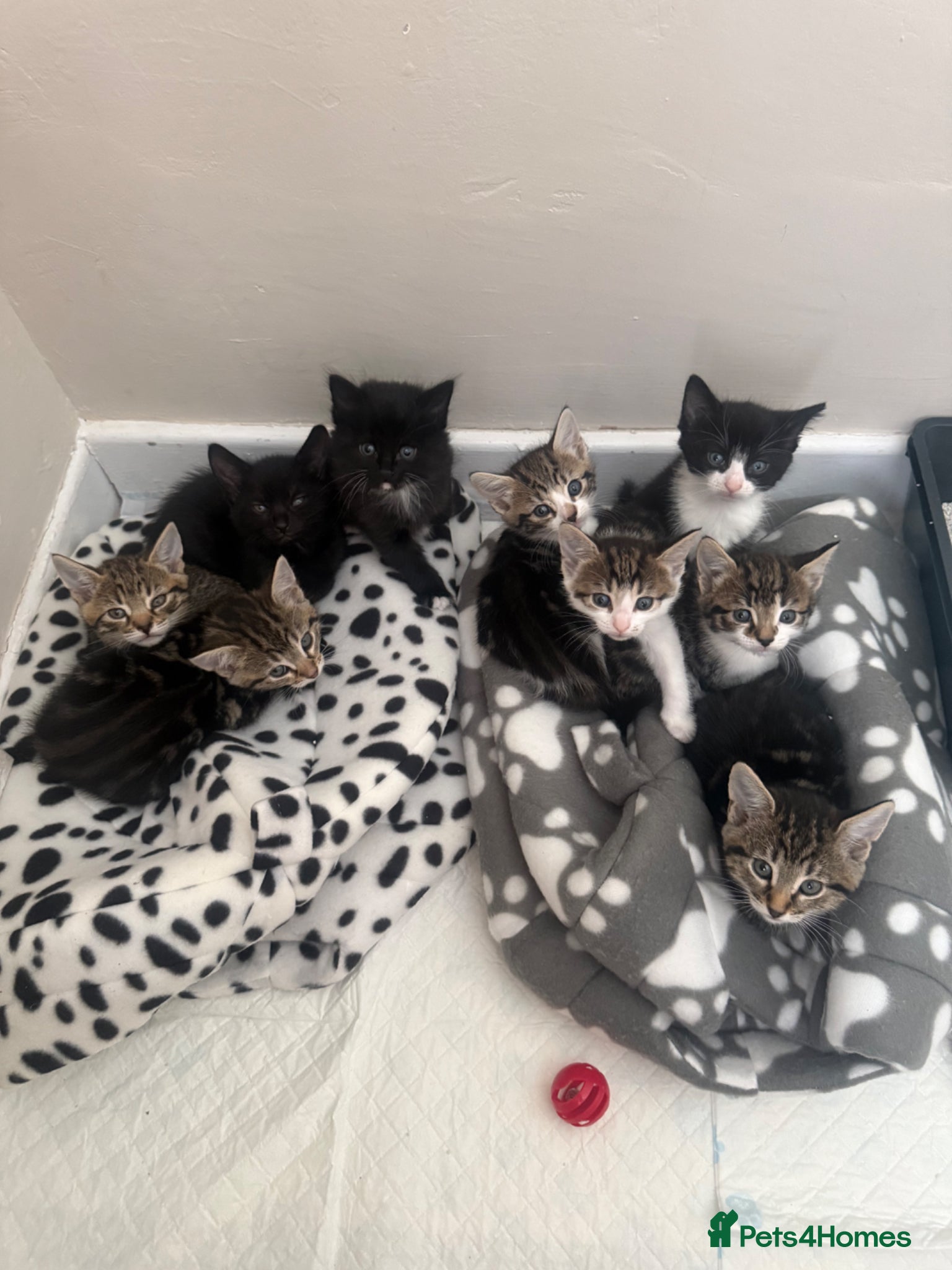 Mixed Breed cats 9 Adorable Kittens  - Advert 1