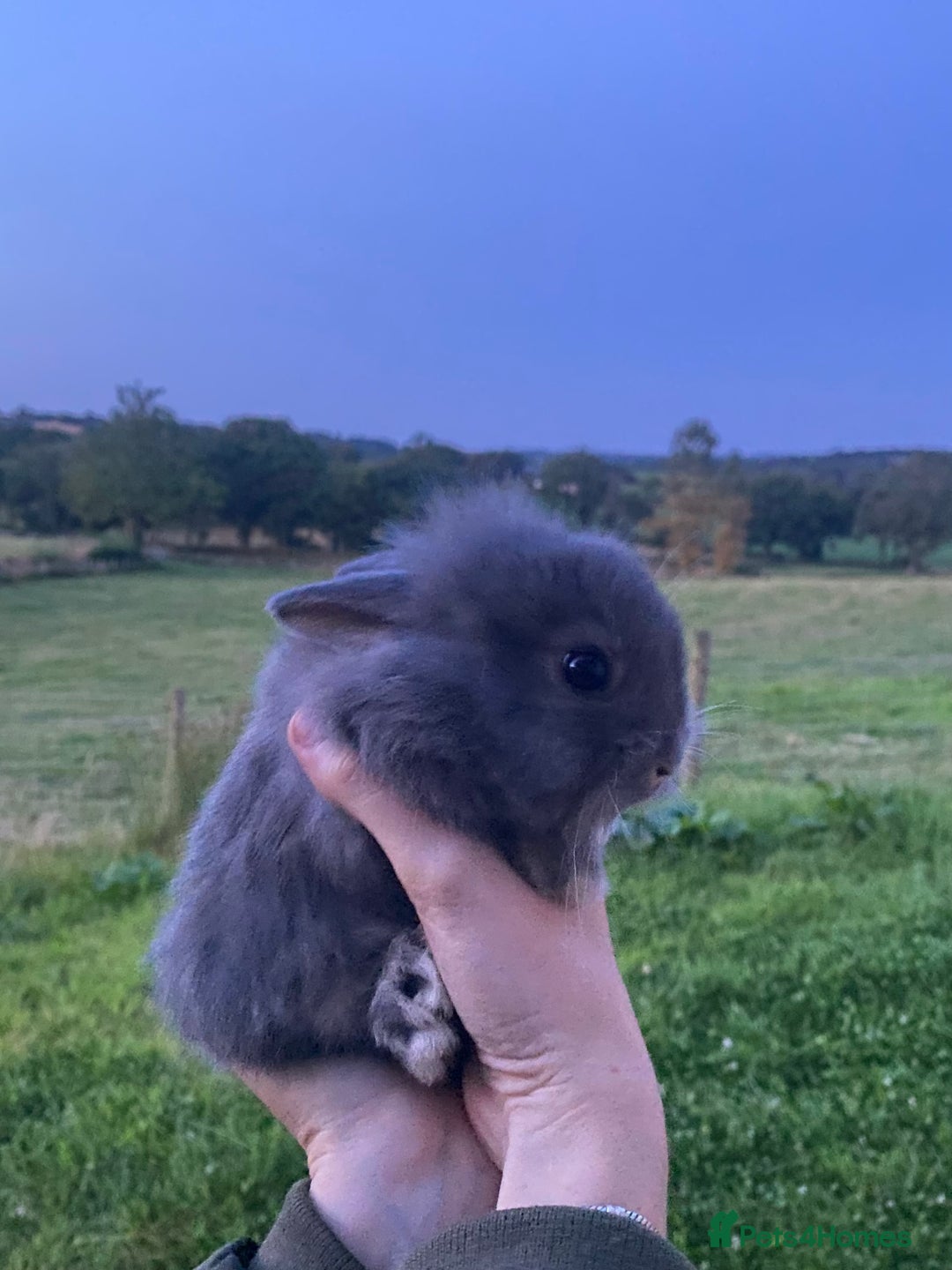 Lionhead rabbits for sale: lionheads for sale, ONE LEFT   in Holsworthy - Image 4