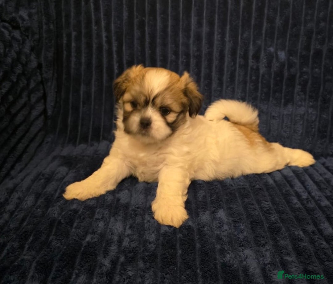 Mixed Breed dogs for sale: Beautiful Maltese x Pekingese Puppies Available - Advert 7