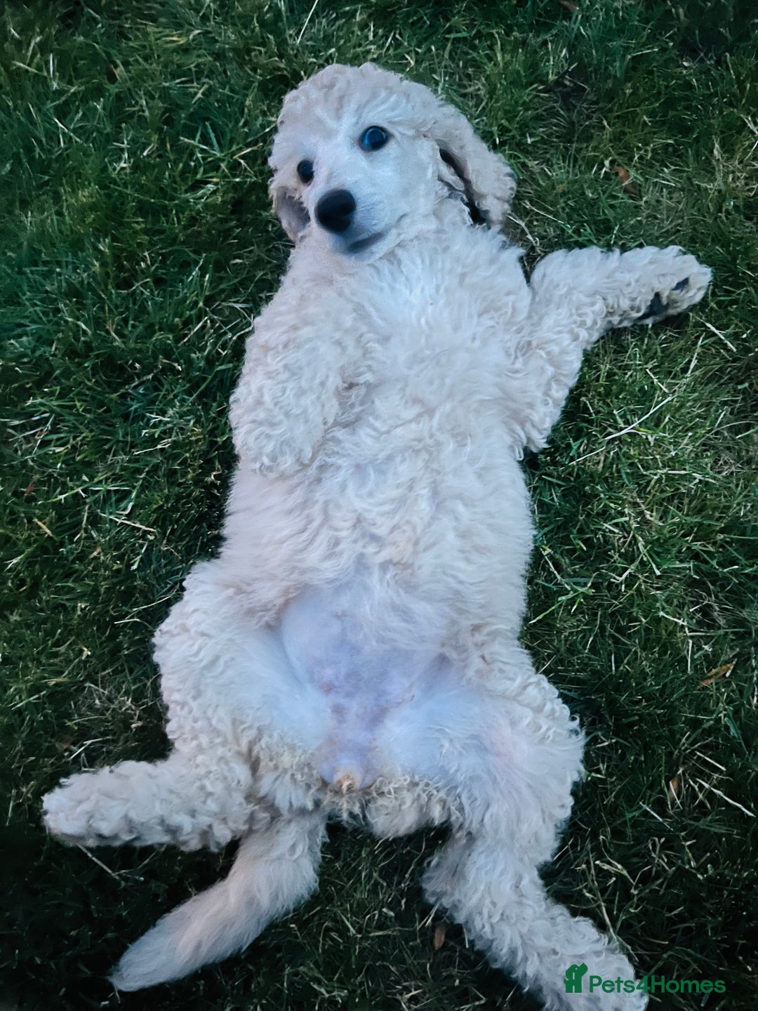 Standard Poodle dogs for sale: one  handsome loving boy available  in Newmarket - Image 3