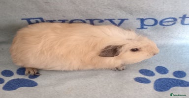 Guinea Pig rodents - Advert 15