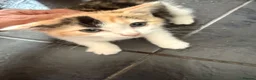 Mixed Breed cats for sale: Beautiful kittens  - Advert 5