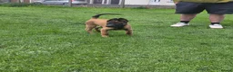 Belgian Shepherd Dog dogs for sale: Kc registered belgian malinois  - Advert 15