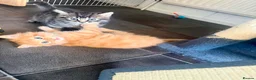 British Longhair cats for sale: Long hair kittens - Advert 3