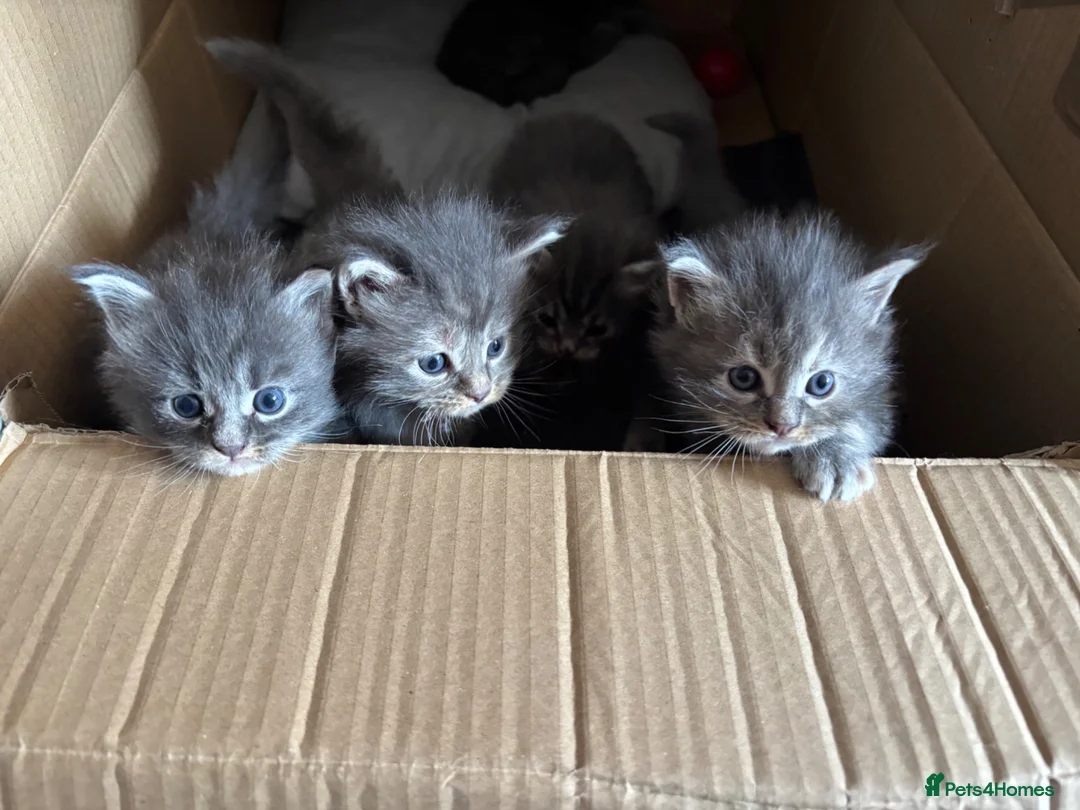 Maine Coon cats for sale: 🩶 Stunning Maine Coon Kittens 💕 - Advert 11