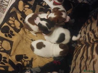 Jack Russell dogs Jack russels - Advert 1