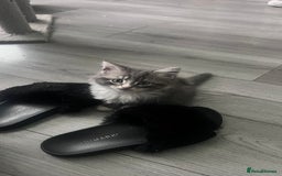 Domestic Shorthair cats for sale: Beautiful fluffy boy looking for his forever home  - Image 9