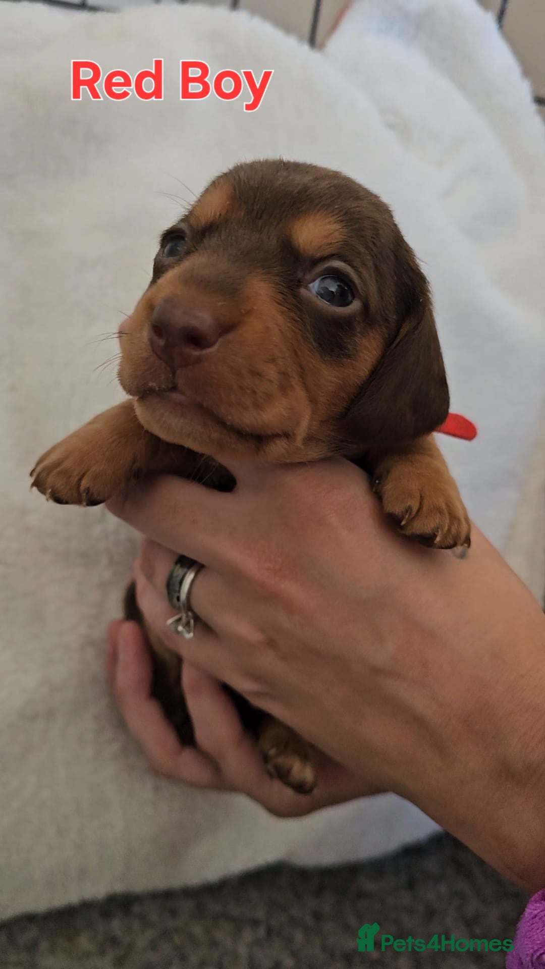 Miniature Dachshund dogs for sale: 4 week old Miniature Dachshunds - Image 8