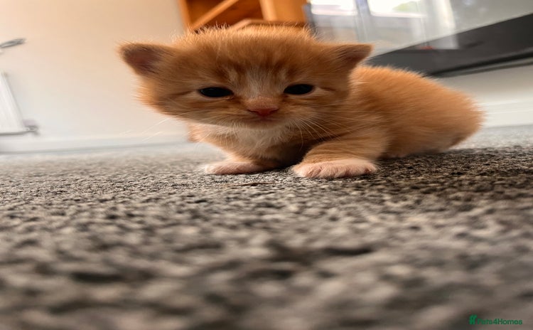 British Longhair cats - Advert 3