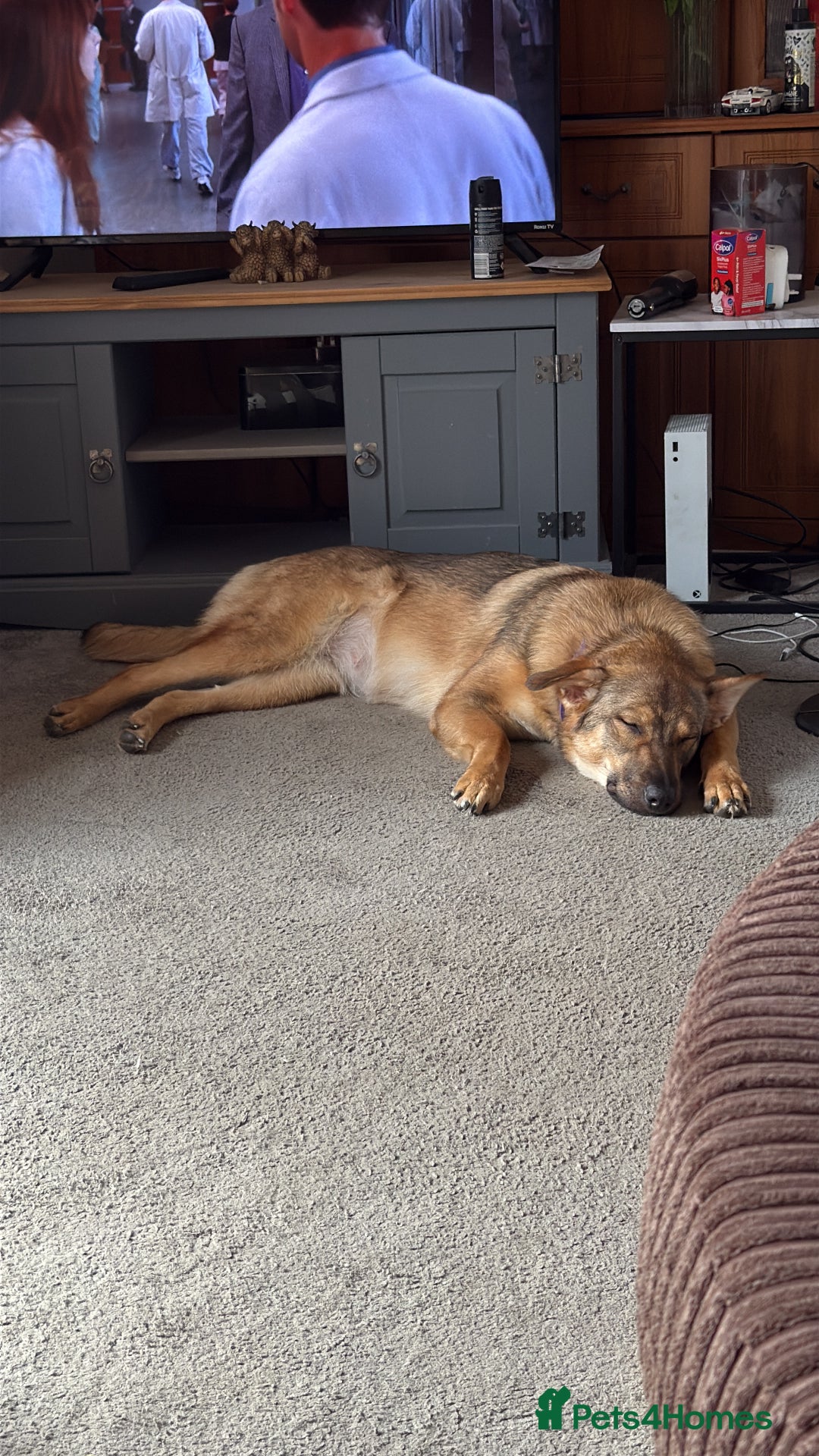 German Shepherd dogs for sale: Female German Shepherd  - Advert 3