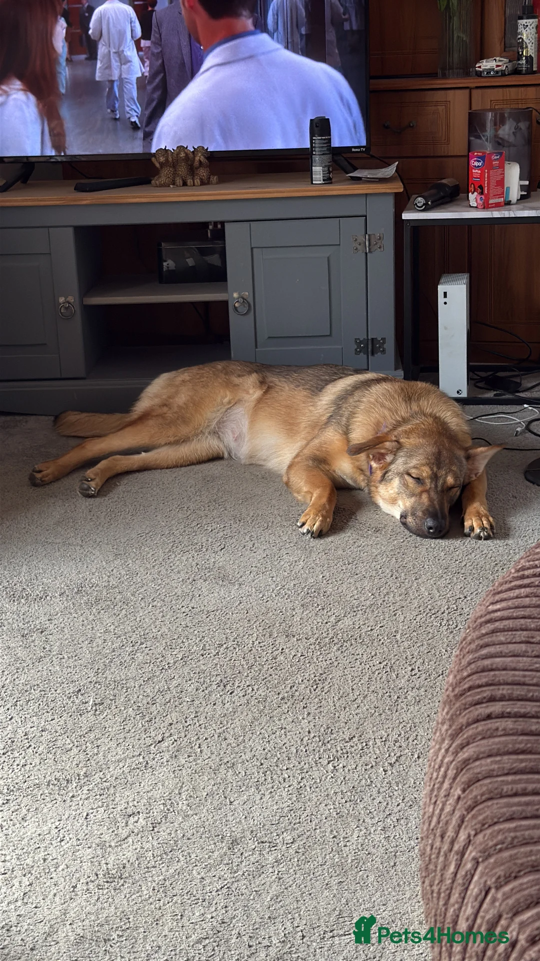 German Shepherd dogs for sale: Female German Shepherd  - Advert 3