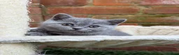 British Shorthair cats for sale: SOLD Only one Purebred Britishshorthair girls  - Advert 6