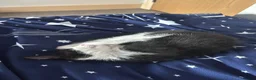 Mixed Breed cats for sale: tuxedo cat for sale in Ilford - Advert 1