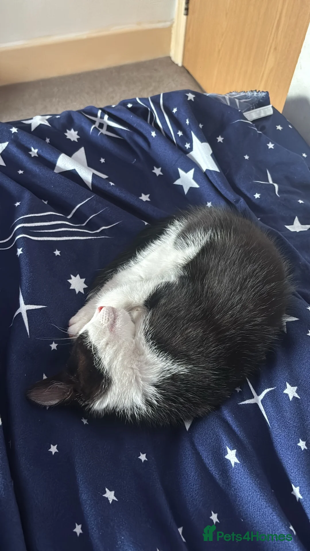 Mixed Breed cats for sale: tuxedo cat for sale in Ilford - Advert 1