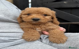 Cockapoo dogs for sale: Cockerpoo Puppies - Image 35