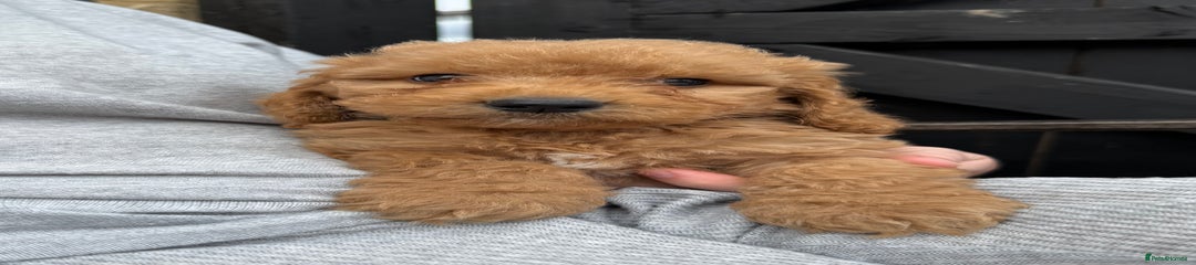 Cockapoo Puppy 2